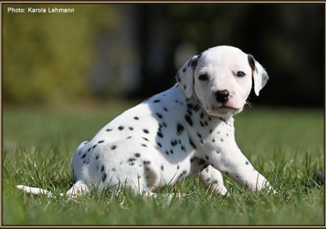 Female No. 2 / Collar pink (color white - black)