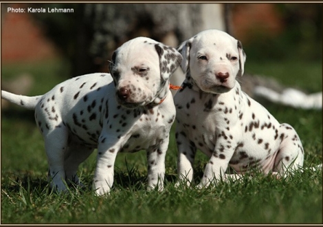 links Female No. 3 / Collar orange (color whiite - liver), right Female No. 6 / Collar black (color whiite - liver)