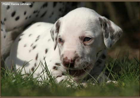 Male No. 5 / Collar blackberry (color whiite - liver)