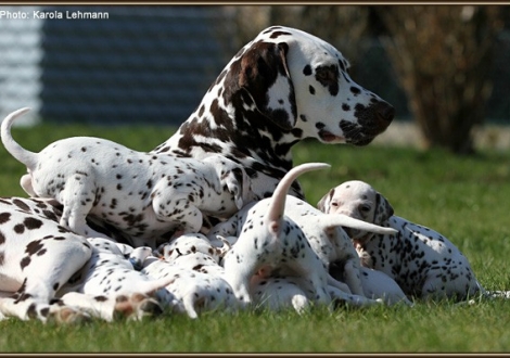 Mother Christi ORMOND First Fairytale (called Hope) with her I - Litter