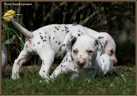 Male No. 6 / head - ear - patch (color whiite - liver)