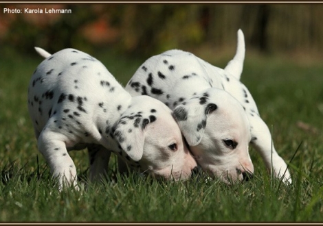 left Female No. 2 / Collar pink (color white - black), right Male No. 4 / Collar red (color white - black)