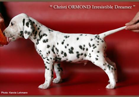 Christi ORMOND Irresistible Dreamer