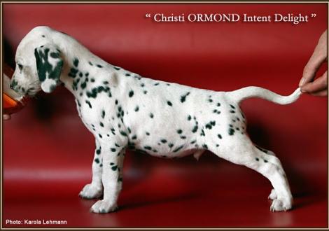 Christi ORMOND Intent Delight