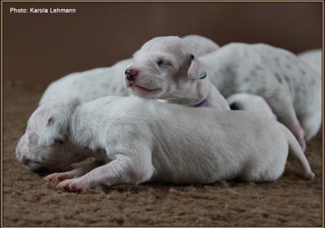Impressions 1st week of life Christi ORMOND J - Litter