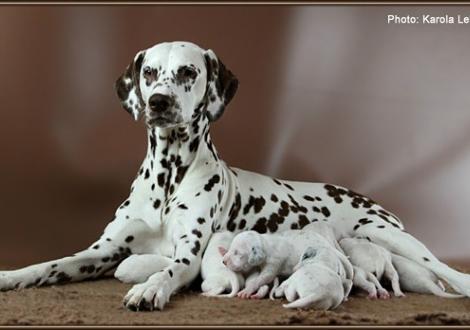 Christi ORMOND Everest Maxima with her Christi ORMOND J - Litter 1st week of life