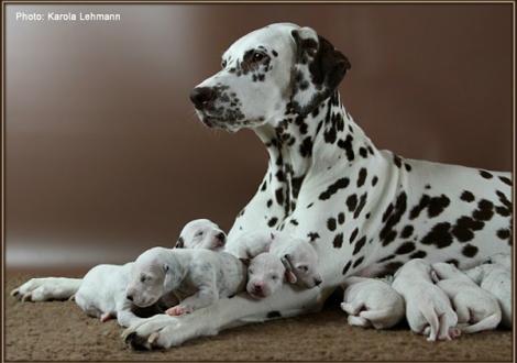 Christi ORMOND Everest Maxima with her Christi ORMOND J - Litter 1st week of life