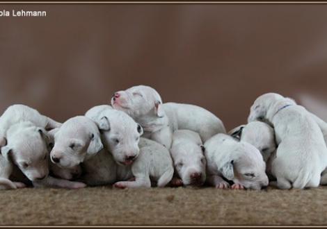 Impressions 1st week of life Christi ORMOND J - Litter