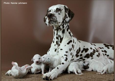 Christi ORMOND Everest Maxima with her Christi ORMOND J - Litter 1st week of life