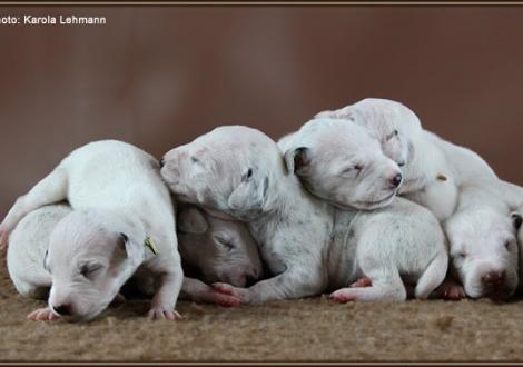 Impressions 1st week of life Christi ORMOND J - Litter