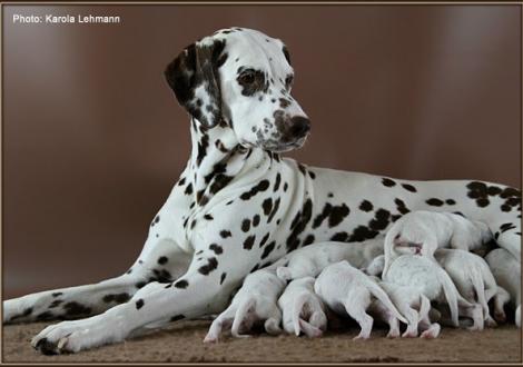 Christi ORMOND Everest Maxima with her Christi ORMOND J - Litter 1st week of life