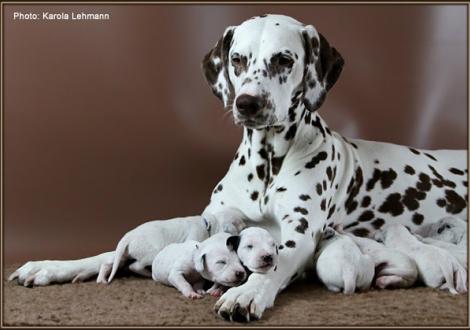 Christi ORMOND Everest Maxima with her Christi ORMOND J - Litter 1st week of life