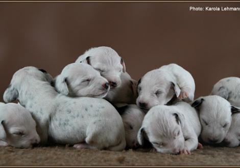 Impressions 1st week of life Christi ORMOND J - Litter