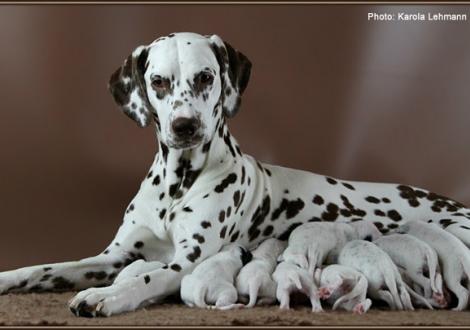 Christi ORMOND Everest Maxima with her Christi ORMOND J - Litter 1st week of life