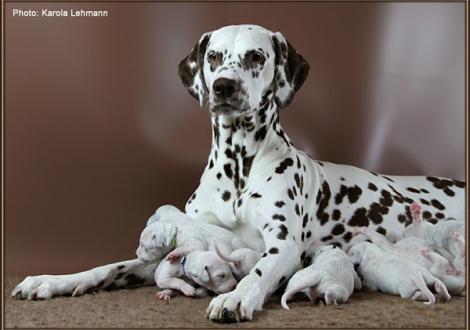 Christi ORMOND Everest Maxima with her Christi ORMOND J - Litter 1st week of life