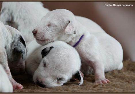 Impressions 1st week of life Christi ORMOND J - Litter