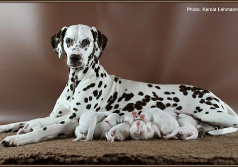 Christi ORMOND Everest Maxima with her Christi ORMOND J - Litter 1st week of life