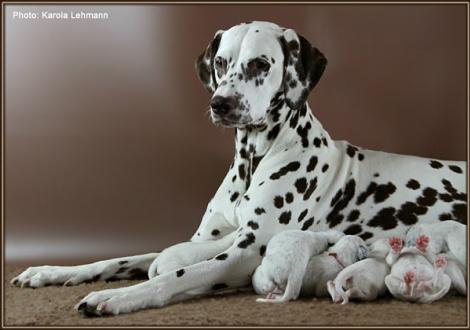 Christi ORMOND Everest Maxima with her Christi ORMOND J - Litter 1st week of life