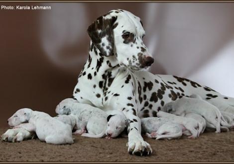 Christi ORMOND Everest Maxima with her Christi ORMOND J - Litter 1st week of life