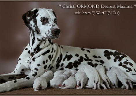 Christi ORMOND Everest Maxima with her Christi ORMOND J - Litter 1st week of life