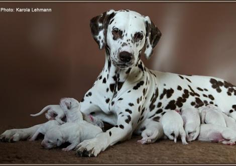 Christi ORMOND Everest Maxima with her Christi ORMOND J - Litter 1st week of life