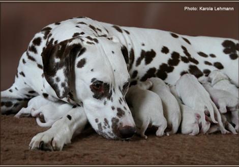 Christi ORMOND Everest Maxima with her Christi ORMOND J - Litter 1st week of life