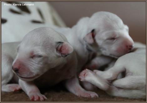 Impressions 1st week of life Christi ORMOND J - Litter