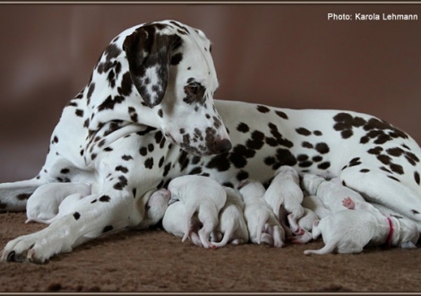 Christi ORMOND Everest Maxima with her Christi ORMOND J - Litter 1st week of life