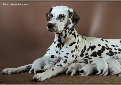 Christi ORMOND Everest Maxima with her Christi ORMOND J - Litter 1st week of life
