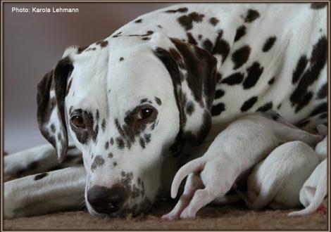 Christi ORMOND Everest Maxima with her Christi ORMOND J - Litter 1st week of life