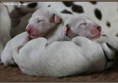 Impressions 1st week of life Christi ORMOND J - Litter