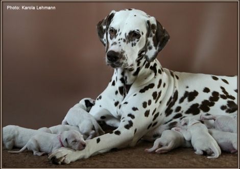 Christi ORMOND Everest Maxima with her Christi ORMOND J - Litter 1st week of life