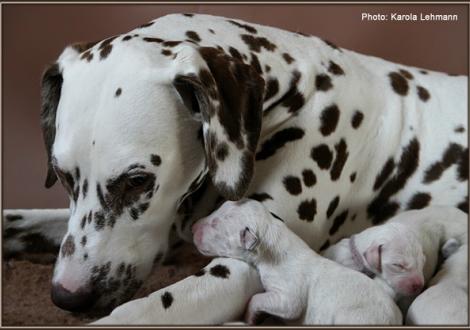 Christi ORMOND Everest Maxima with her Christi ORMOND J - Litter 1st week of life