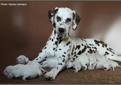Christi ORMOND Everest Maxima with her Christi ORMOND J - Litter 1st week of life