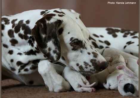 Christi ORMOND Everest Maxima with her Christi ORMOND J - Litter 1st week of life