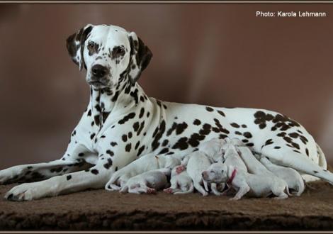 Christi ORMOND Everest Maxima with her Christi ORMOND J - Litter 1st week of life