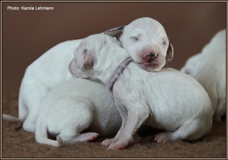 Impressions 1st week of life Christi ORMOND J - Litter