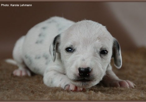 Impressions 2. week of life Christi ORMOND J - Litter