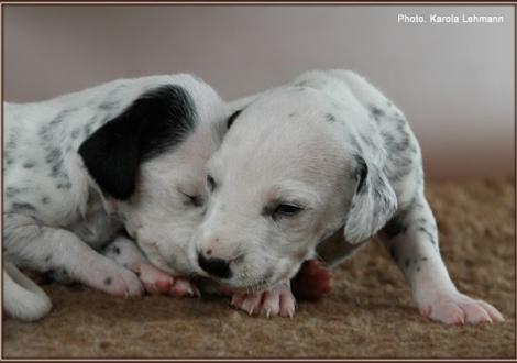 Impressions 2. week of life Christi ORMOND J - Litter