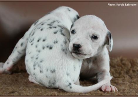 Impressions 2. week of life Christi ORMOND J - Litter