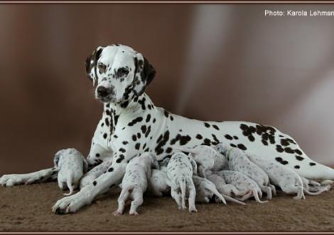 Christi ORMOND Everest Maxima with her Christi ORMOND J - Litter 2nd week of life