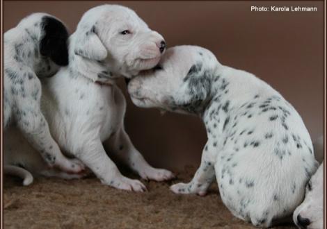 Impressions 2. week of life Christi ORMOND J - Litter