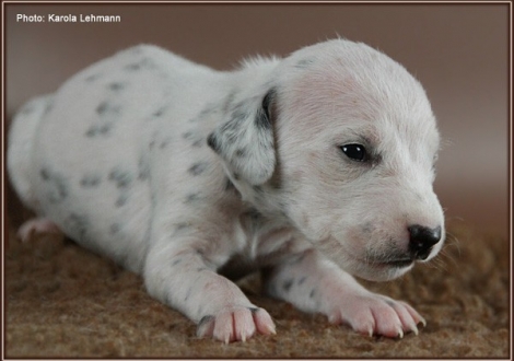 Impressions 2. week of life Christi ORMOND J - Litter