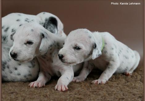 Impressions 2. week of life Christi ORMOND J - Litter