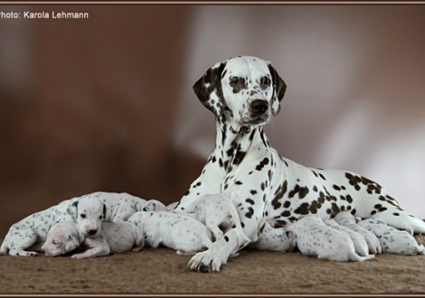 Christi ORMOND Everest Maxima with her Christi ORMOND J - Litter 2nd week of life