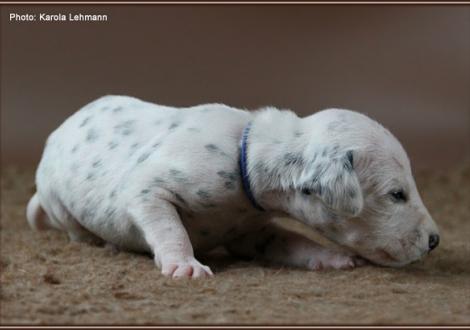 Impressions 2. week of life Christi ORMOND J - Litter