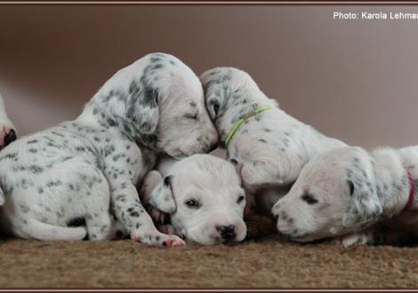 Impressions 2. week of life Christi ORMOND J - Litter