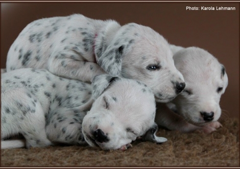 Impressions 2. week of life Christi ORMOND J - Litter