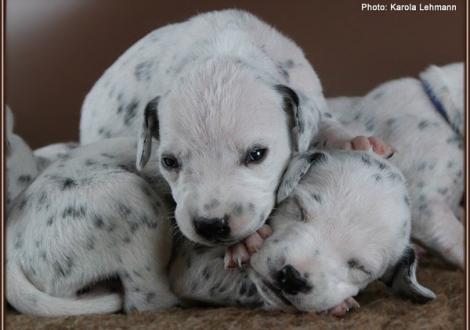 Impressions 2. week of life Christi ORMOND J - Litter