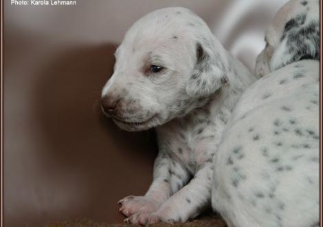 Impressions 2. week of life Christi ORMOND J - Litter